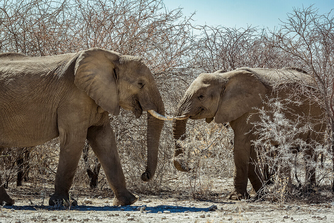 Afrikanische Elefanten (Loxodonta), Etoscha-Nationalpark; Namibia
