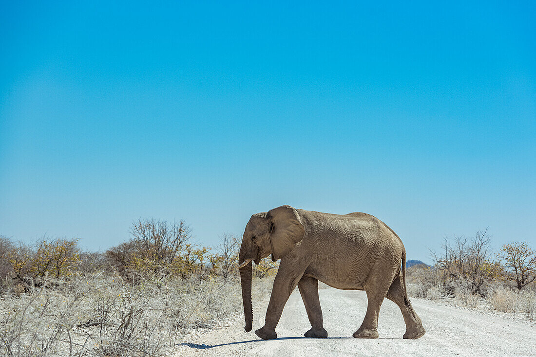African Elephant (Loxodonta) walking across a road, Etosha National Park; Namibia