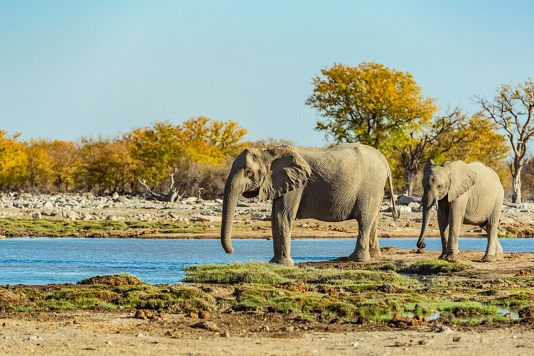 African Elephants (Loxodonta), Etosha National Park; Namibia