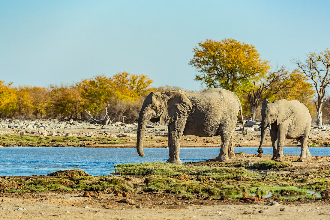 Afrikanische Elefanten (Loxodonta), Etoscha-Nationalpark; Namibia