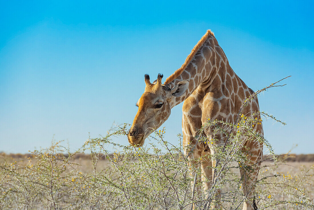 Giraffe (Giraffa) eating foliage from a plant, Etosha National Park; Namibia
