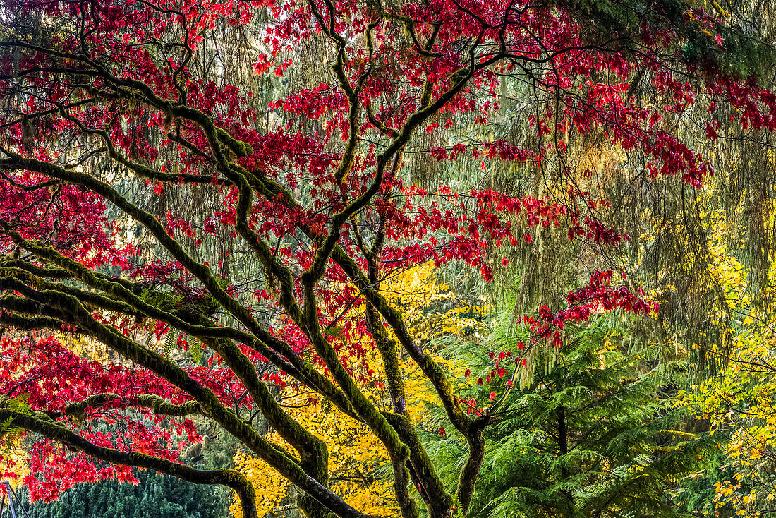 Lebendige Herbstfarben im Shively Park; Astoria, Oregon, Vereinigte Staaten von Amerika