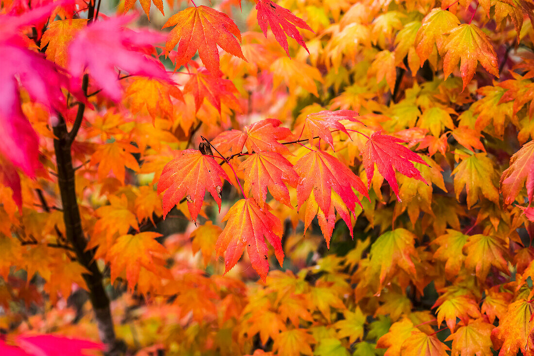 Vine Maple trees (Acer circinatum) exhibit autumn colours along the Netul River; Astoria, Oregon, United States of America