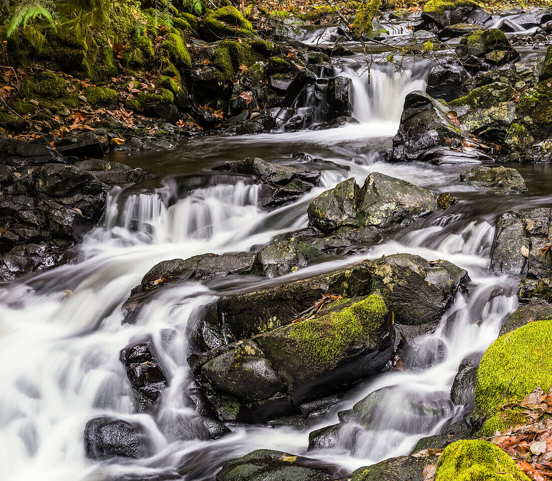 Fishhawk Creek flows into its bed in Clatsop County; Jewell, Oregon, United States of America