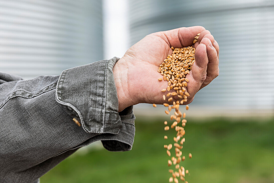 A farmer pouring a handful of harvested wheat; Alberta, Canada
