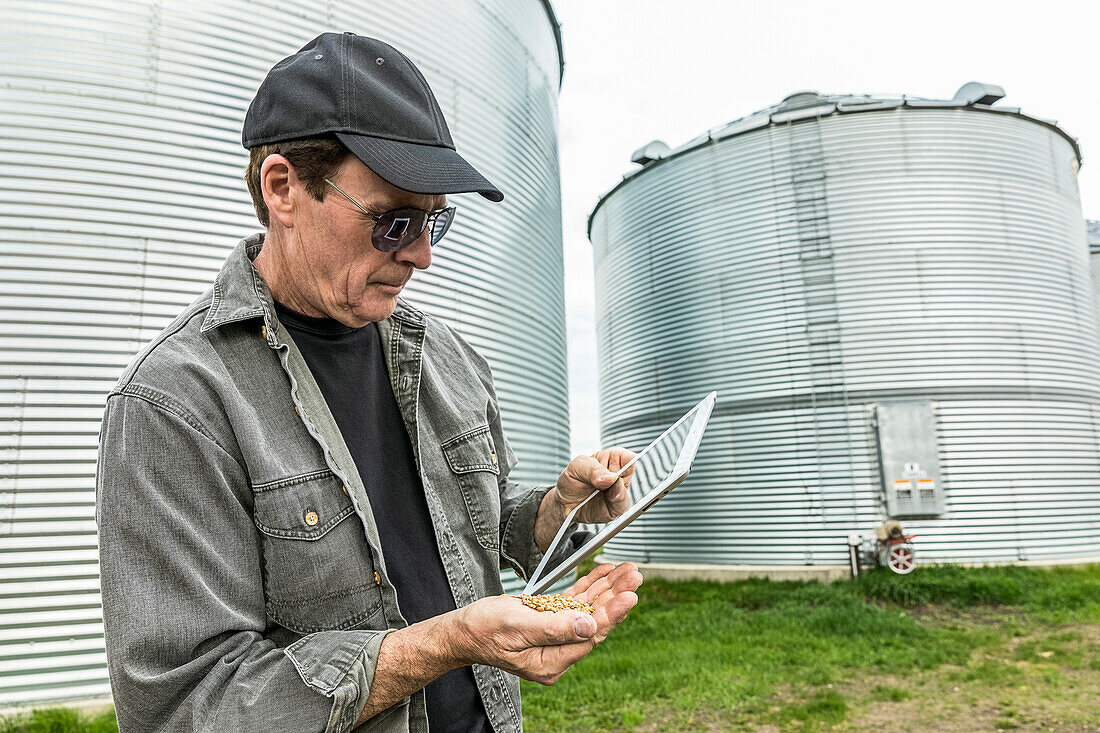 A farmer with a handful of harvested wheat stands with a tablet beside grain bins; Alberta, Canada