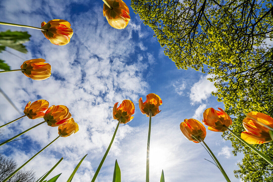 Orangefarbene Tulpen, die nach dem blauen Himmel mit Wolken greifen; Whitburn Village, Tyne and Wear, England