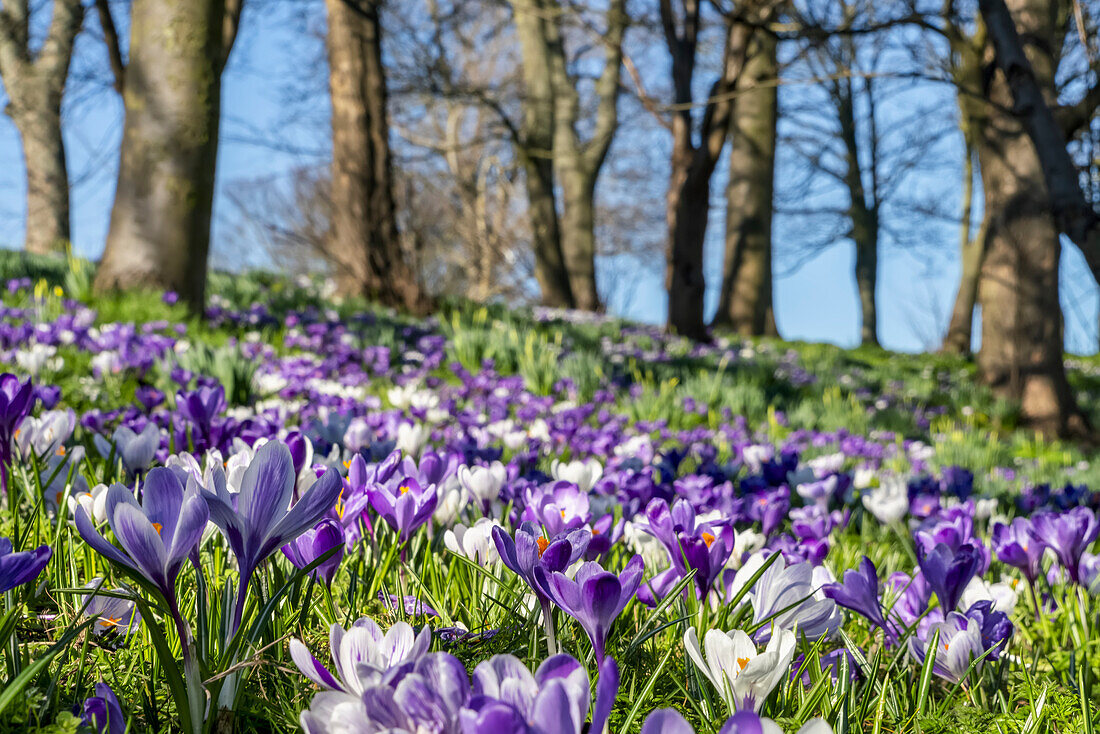 Purple and white crocuses in bloom in a meadow with trees and blue sky in the background; South Shields, Tyne and Wear, England