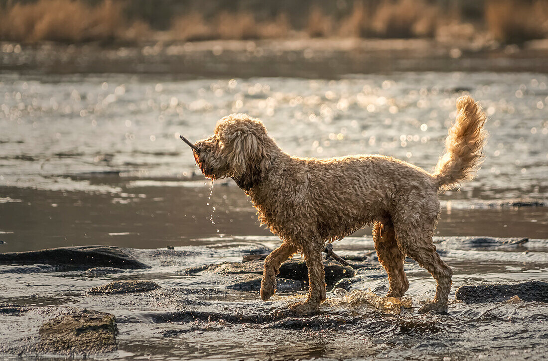 Ein nasser Hund mit einem Stock im Maul läuft am schlammigen Ufer eines Flusses entlang; Ravensworth, North Yorkshire, England