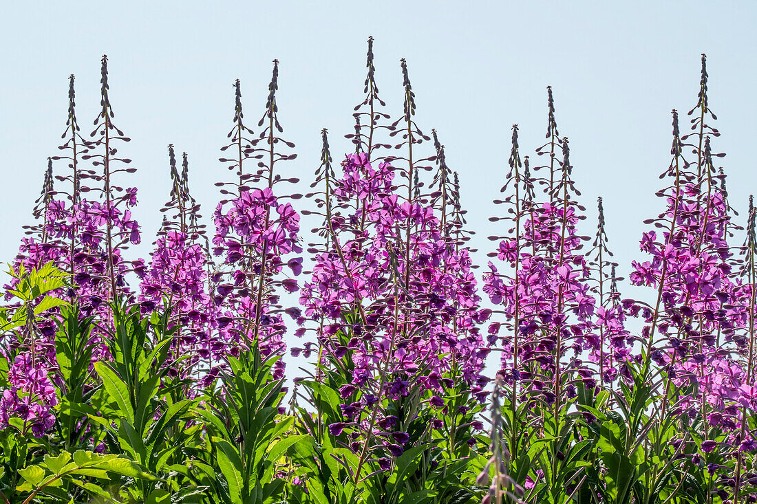 Feuerkraut (Chamaenerion angustifolium) in voller Blüte vor blauem Himmel; Alaska, Vereinigte Staaten von Amerika