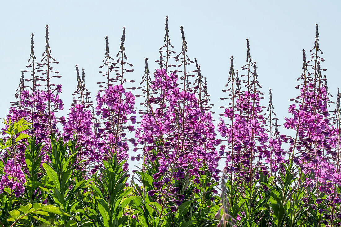 Fireweed (Chamaenerion angustifolium) in bloom against a blue sky; Alaska, United States of America