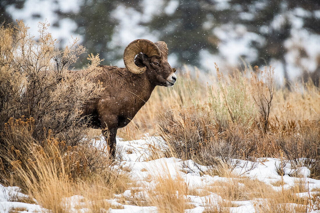 Dickhornschaf-Widder (Ovis canadensis) steht an einem verschneiten Tag auf einer Salbeibuschwiese im North Fork des Shoshone River-Tals in der Nähe des Yellowstone-Nationalparks; Wyoming, Vereinigte Staaten von Amerika
