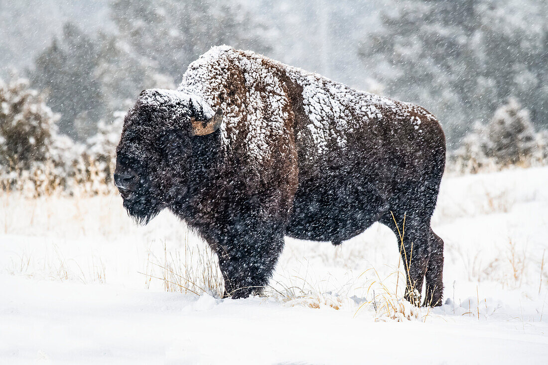 Fallender Schnee klebt an einem amerikanischen Bisonbullen (Bison bison), der auf einer Wiese im North Fork of the Shoshone River-Tal in der Nähe des Yellowstone-Nationalparks steht; Wyoming, Vereinigte Staaten von Amerika