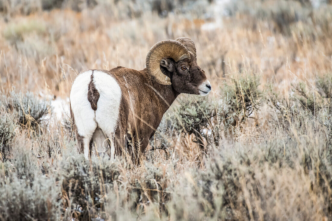 Bighorn Sheep ram (Ovis canadensis) looks back over its shoulder while standing in a sagebrush meadow in the North Fork of the Shoshone River valley near Yellowstone National Park; Wyoming, United States of America
