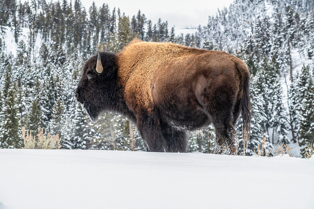 American Bison bull (Bison bison) standing in snow in Yellowstone National Park; Wyoming, United States of America