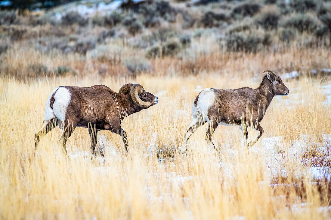 Bighorn Sheep ram (Ovis canadensis) follows an ewe through a snowy meadow in the North Fork of the Shoshone River valley during the rut near Yellowstone National Park; Wyoming, United States of America