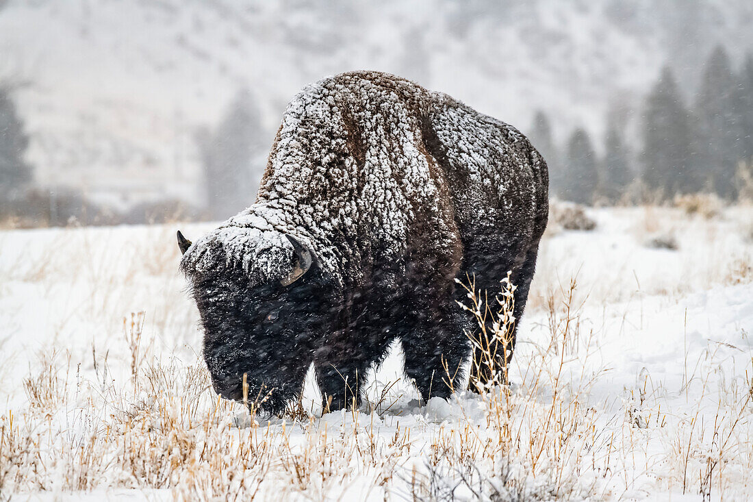 Fallender Schnee klebt an einem amerikanischen Bisonbullen (Bison bison), der auf einer Wiese im North Fork of the Shoshone River-Tal in der Nähe des Yellowstone-Nationalparks steht; Wyoming, Vereinigte Staaten von Amerika