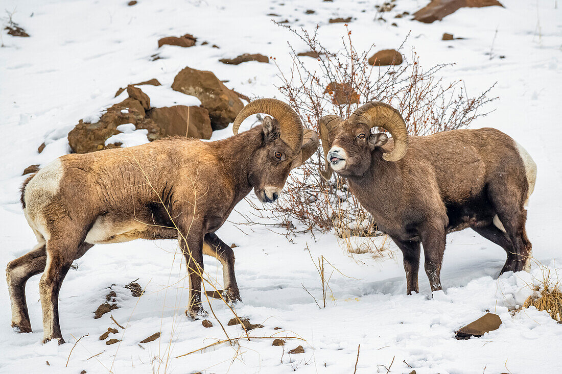 Zwei Dickhornschaf-Böcke (Ovis canadensis) stehen sich während der Brunft im North Fork of the Shoshone River Valley in der Nähe des Yellowstone National Park gegenüber; Wyoming, Vereinigte Staaten von Amerika