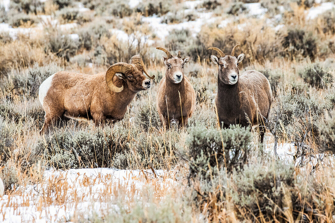 Bighorn Sheep ram (Ovis canadensis) courts a pair of ewes during the rut in the North Fork of the Shoshone River valley near Yellowstone National Park; Wyoming, United States of America