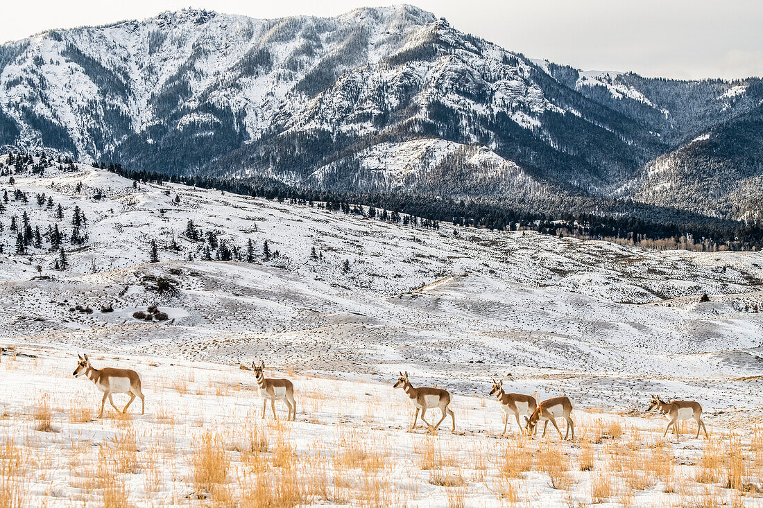 Gruppe von Gabelbockantilopen (Antilocapra americana), die durch eine winterliche Landschaft mit Bergen im Hintergrund im Yellowstone National Park laufen; Montana, Vereinigte Staaten von Amerika