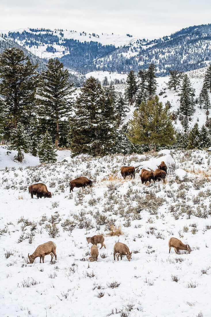 Amerikanischer Bison (Bison bison) und Dickhornschaf (Ovis canadensis) grasen nahe beieinander auf einer verschneiten Wiese im Yellowstone-Nationalpark; Wyoming, Vereinigte Staaten von Amerika