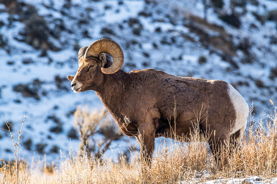 Bighorn Sheep ram (Ovis canadensis) stands on a ridge near Yellowstone National Park; Montana, United States of America
