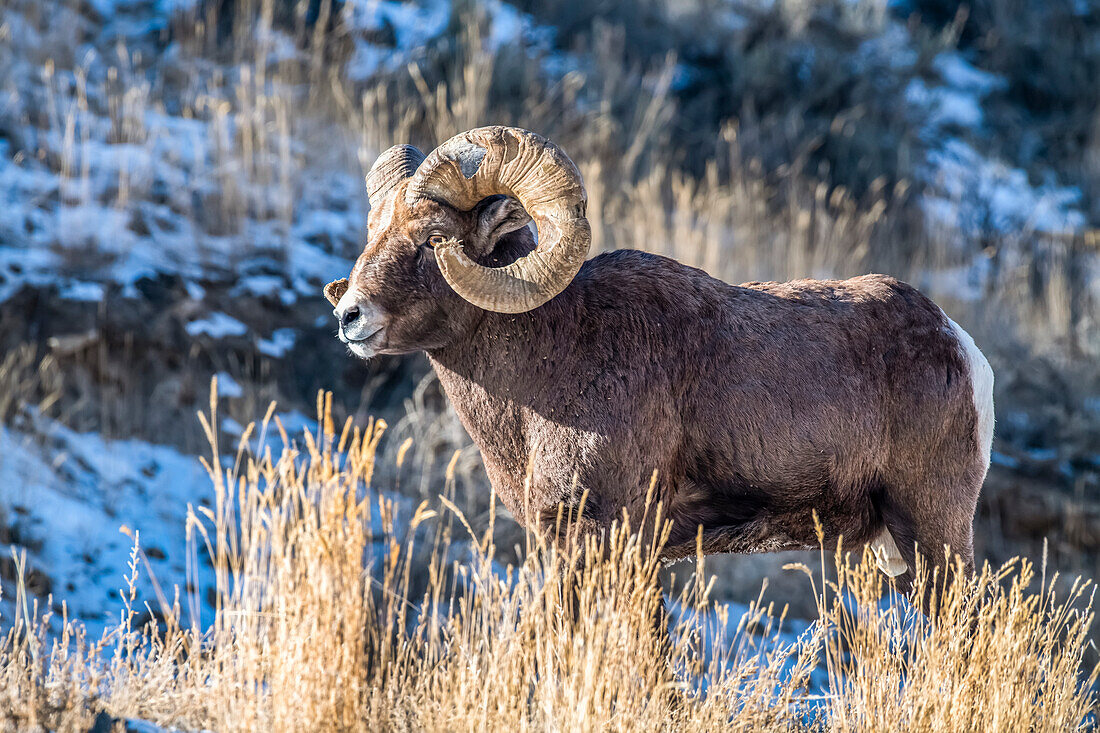 Bighorn Sheep ram (Ovis canadensis) with large, battered horns stands on a ridge during the rut near Yellowstone National Park; Montana, United States of America
