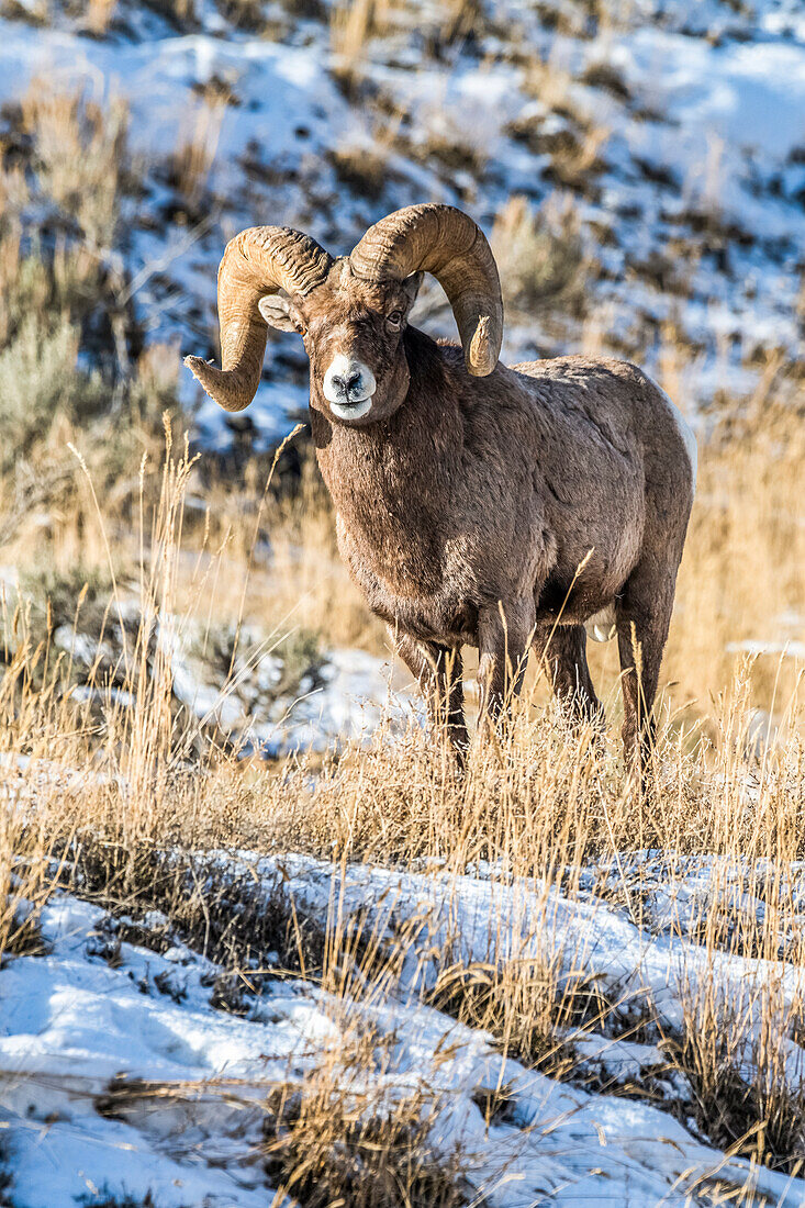 Bighorn Sheep ram (Ovis canadensis) with massive horns stands in a snowy landscape during the rut near Yellowstone National Park; Montana, United States of America