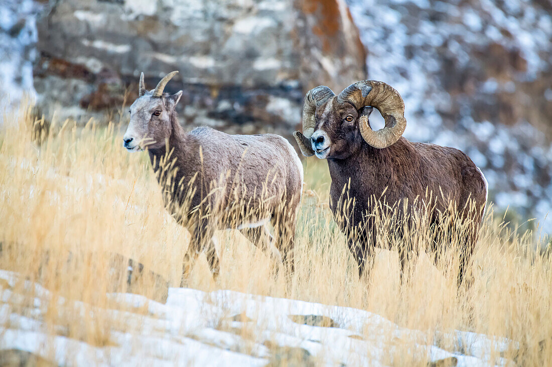 Dickhornschaf-Widder (Ovis canadensis) mit massiven Hörnern, die vom Kampf während der Brunftzeit ramponiert sind, umwirbt ein Mutterschaf an einem verschneiten Berghang in der Nähe des Yellowstone-Nationalparks; Montana, Vereinigte Staaten von Amerika