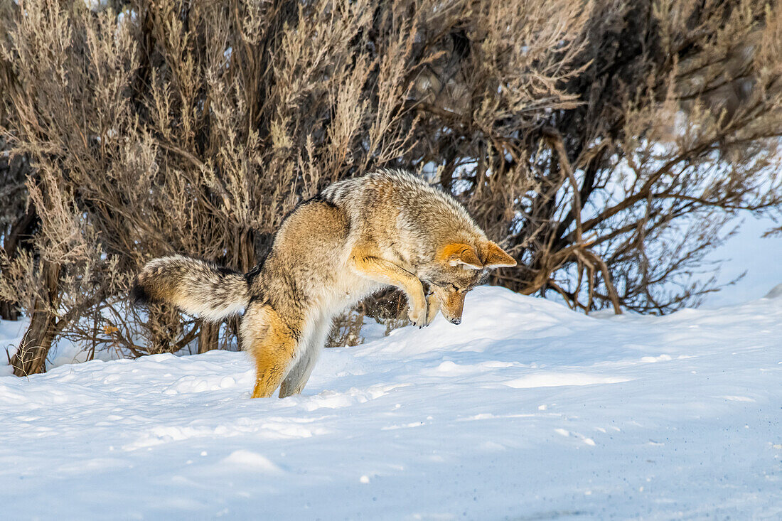 Kojote (Canis latrans) springt bei der Mäusejagd im Yellowstone-Nationalpark in die Luft; Wyoming, Vereinigte Staaten von Amerika