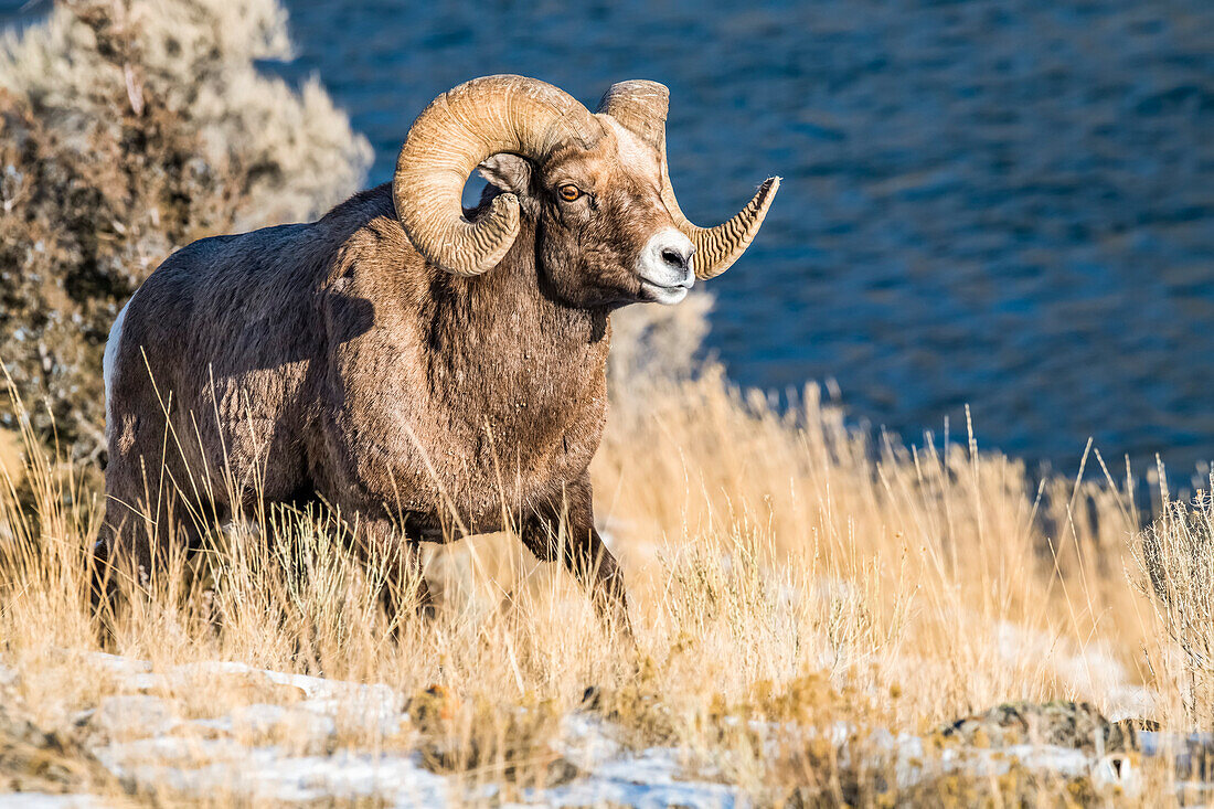 Dickhornschaf-Widder (Ovis canadensis) mit massiven Hörnern wandert entlang einer Steilwand über dem Yellowstone River in der Nähe des Yellowstone National Park; Montana, Vereinigte Staaten von Amerika