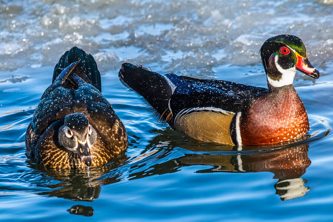 Pair of Wood Ducks (Aix sponsa) swimming in an icy pond in Sacagawea Park; Livingston, Montana, United States of America