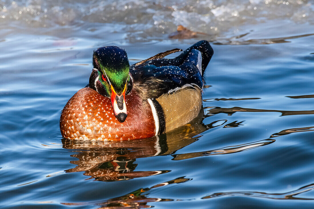 Pair of Wood Ducks (Aix sponsa) swimming in an icy pond in Sacagawea Park; Livingston, Montana, United States of America