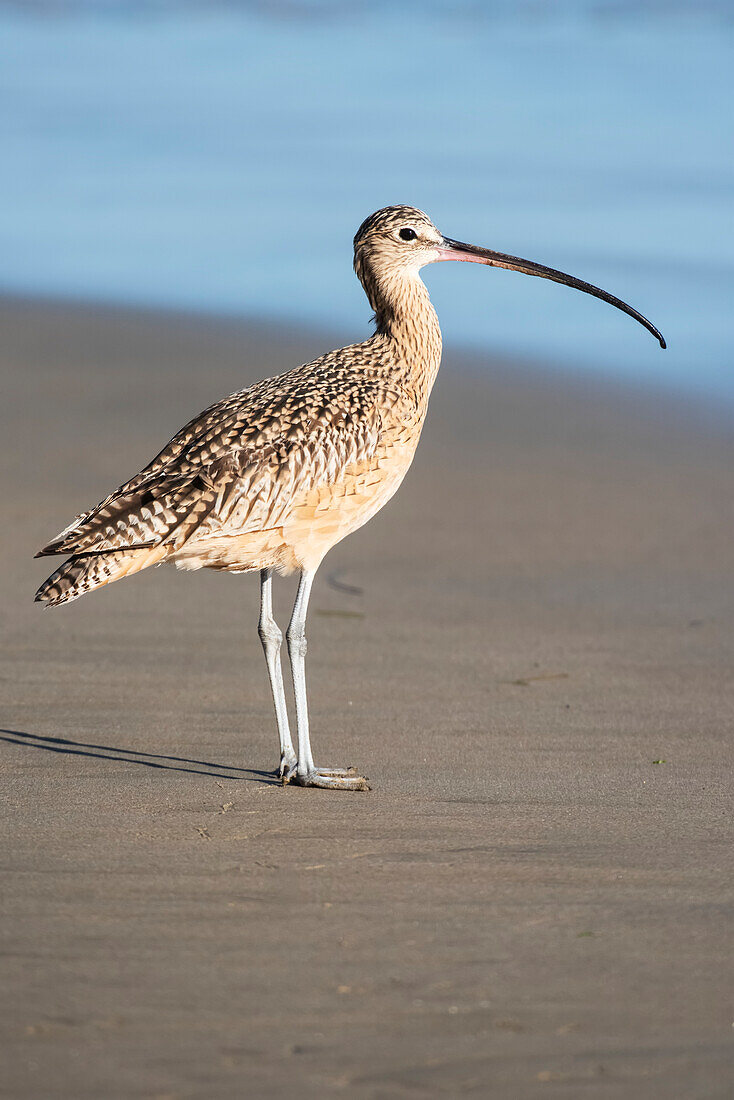 Porträt eines Großen Brachvogels (Numenius americanus) an einem Sandstrand; Morro Bay, Kalifornien, Vereinigte Staaten von Amerika