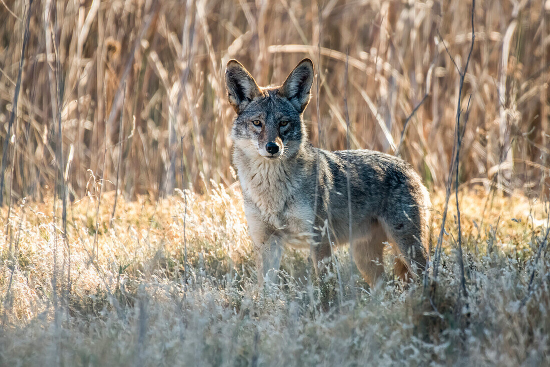 Kojote (Canis latrans) späht aus dem Gebüsch im San Luis National Wildlife Refuge, Kalifornien, Vereinigte Staaten von Amerika