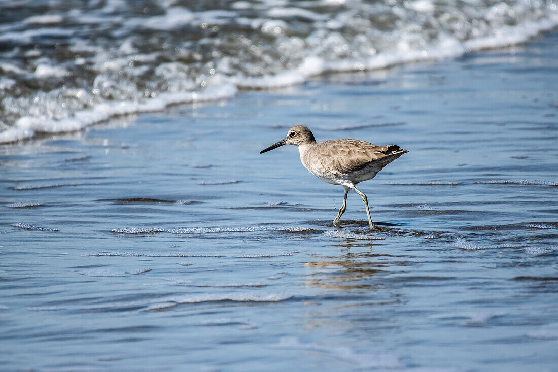 A Willet (Tringa semipalmata) scurries along the beach in front of an incoming wave; Seaside, California, United States of America