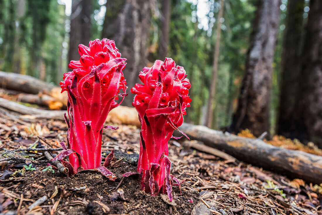 Nahaufnahme von zwei leuchtend roten Blüten der Schneepflanze (Sarcodes sanguinae) im Sequoia National Park; Kalifornien, Vereinigte Staaten von Amerika