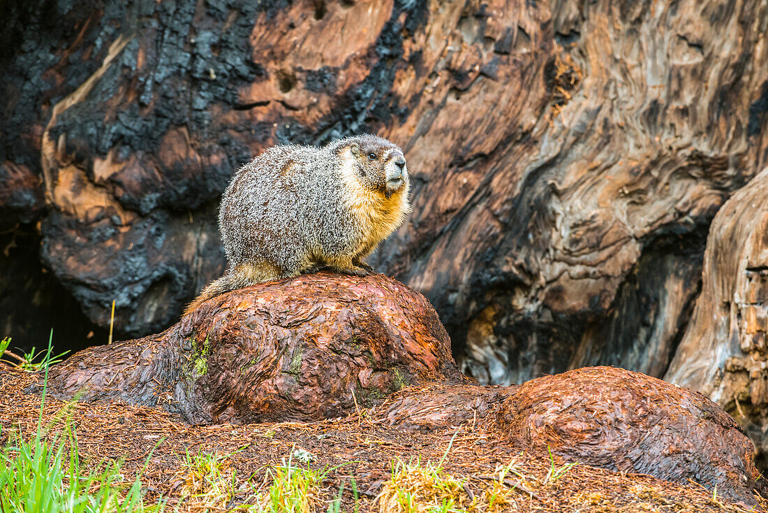 Gelbbauchmurmeltier (Marmota flaviventris) am Fuße eines Riesenmammutbaums (Sequoiadendron giganteum) im Sequoia National Park; Kalifornien, Vereinigte Staaten von Amerika