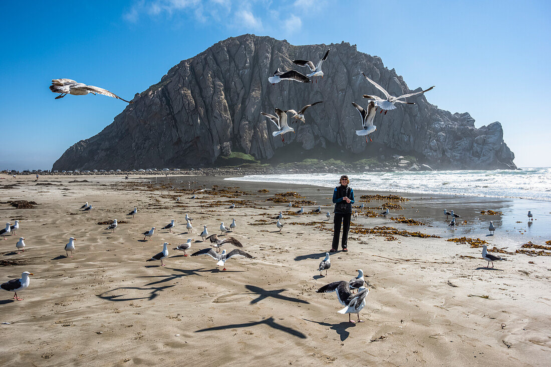 Western Gulls (Larus occidentalis) hover over and surround woman standing on the beach with Morro Rock in the background; Morro Bay, California, United States of America