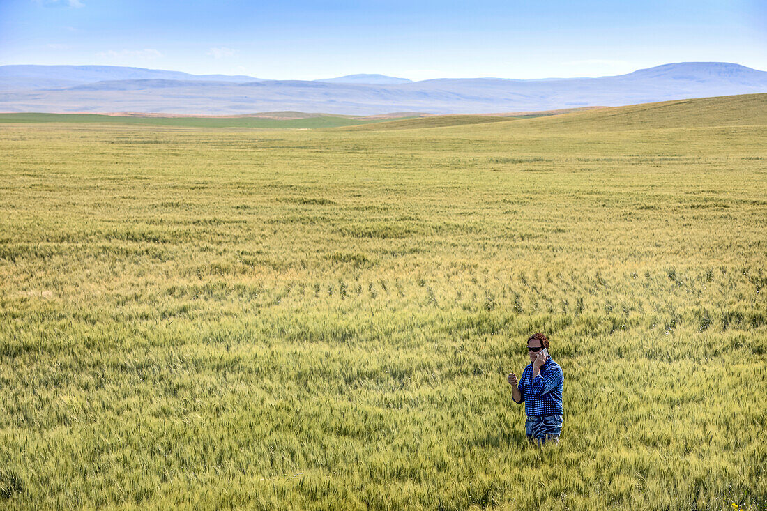 Landwirt steht in einem Weizenfeld, telefoniert und prüft die Ernte; Alberta, Kanada