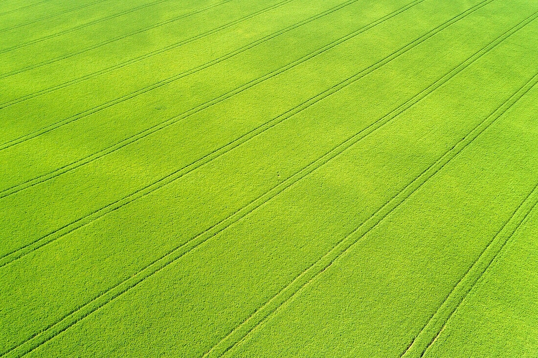 Luftaufnahme eines grünen Gerstenfeldes mit eingeprägten Reifenlinien; Beiseker, Alberta, Kanada