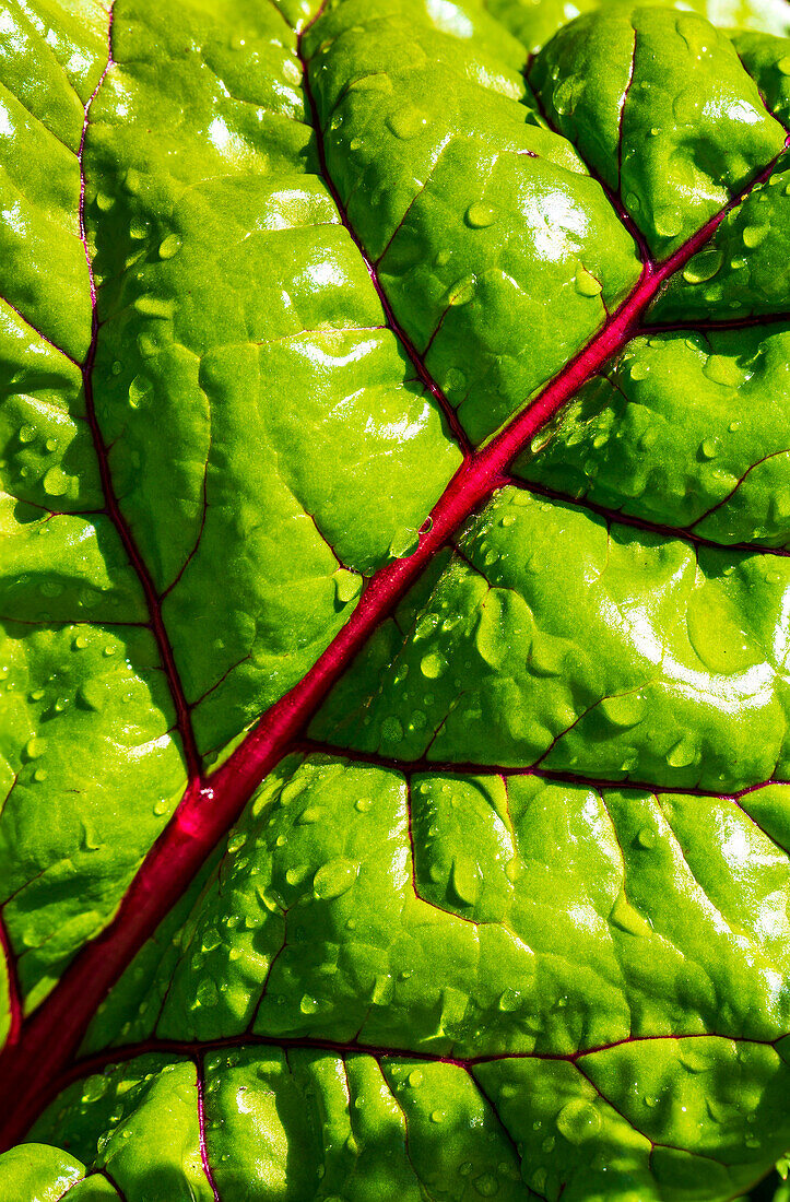 Extreme close-up of a swiss chard leaves with red veins and water droplets; Calgary, Alberta, Canada