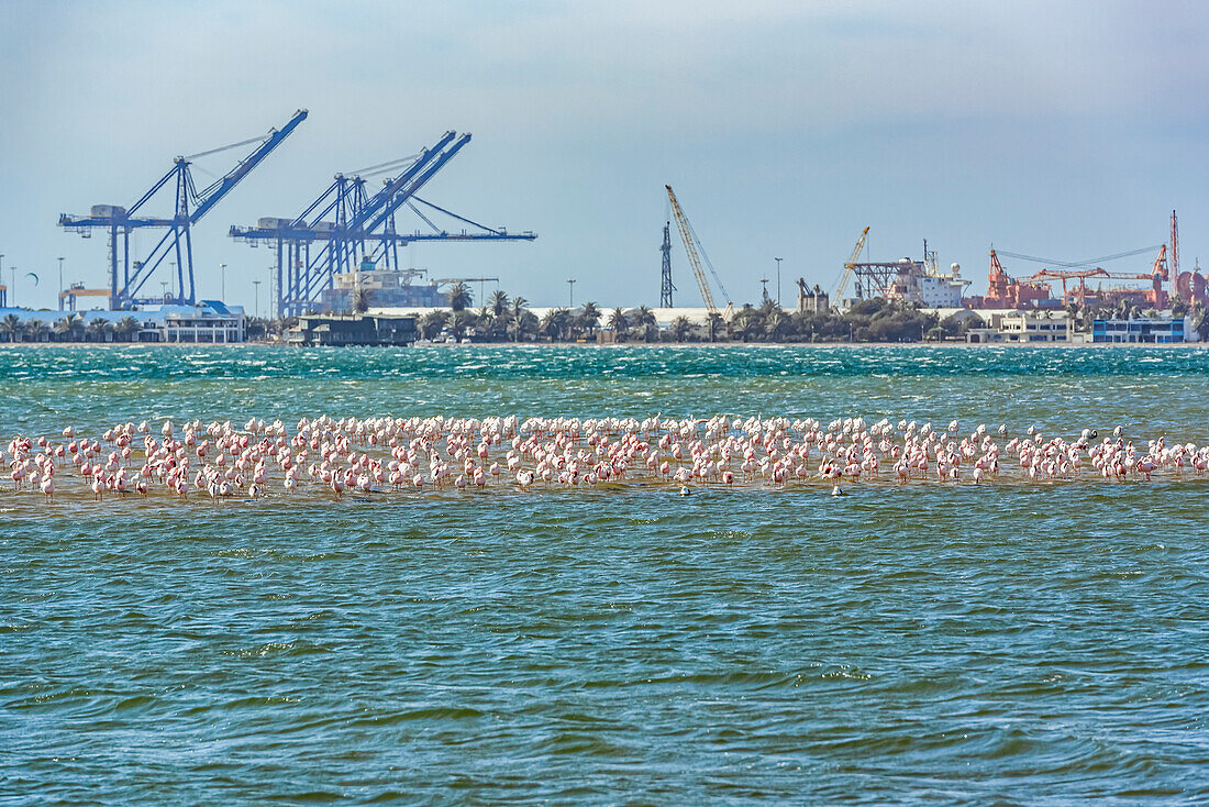 Flamingo colony (Phoeniconaias minor) at Pelican Point, Walvis Bay, Skeleton Coast, Dorob National Park; Namibia
