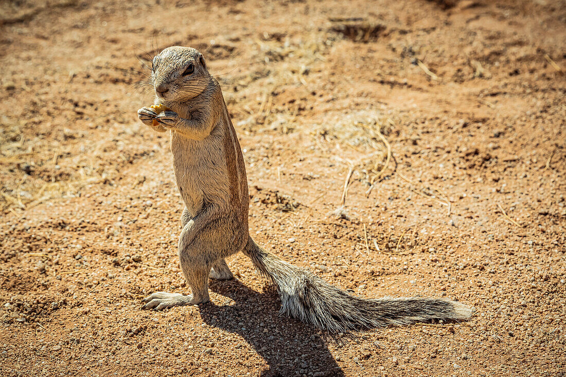 Ground squirrel ((Sciuridae) in Solitaire, Namib-Naukluft National Park; Namibia
