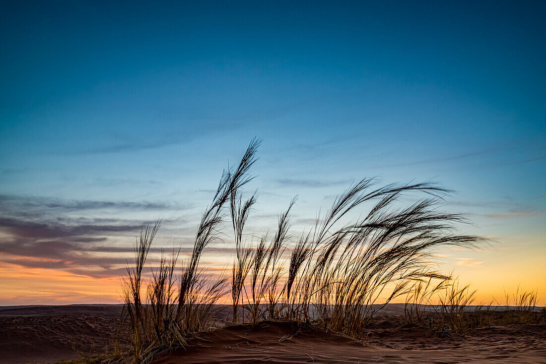 Elim dune, Sesriem, Namib Desert, Namib-Naukluft National Park; Namibia