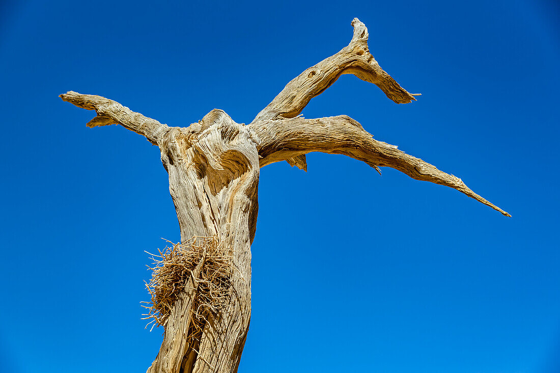 Kameldornbaum (Vachellia erioloba) vor einem blauen Baum, Deadvlei, Namib-Wüste, Namib-Naukluft-Nationalpark; Namibia