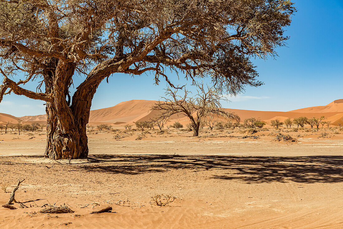 Sand dunes near Deadvlei, Namib Desert, Namib-Naukluft National Park; Namibia