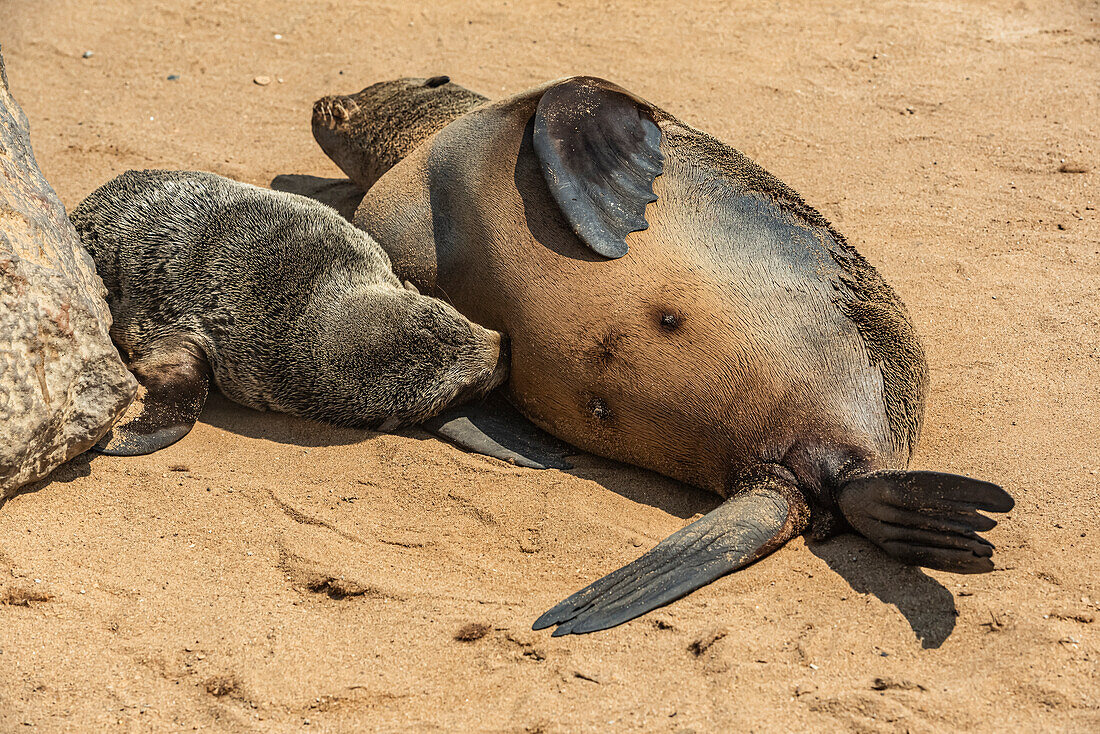 Cape Fur Seal (Arctocephalus pusillus) nursing her pup in the Cape Cross Seal Reserve, Skeleton Coast; Namibia