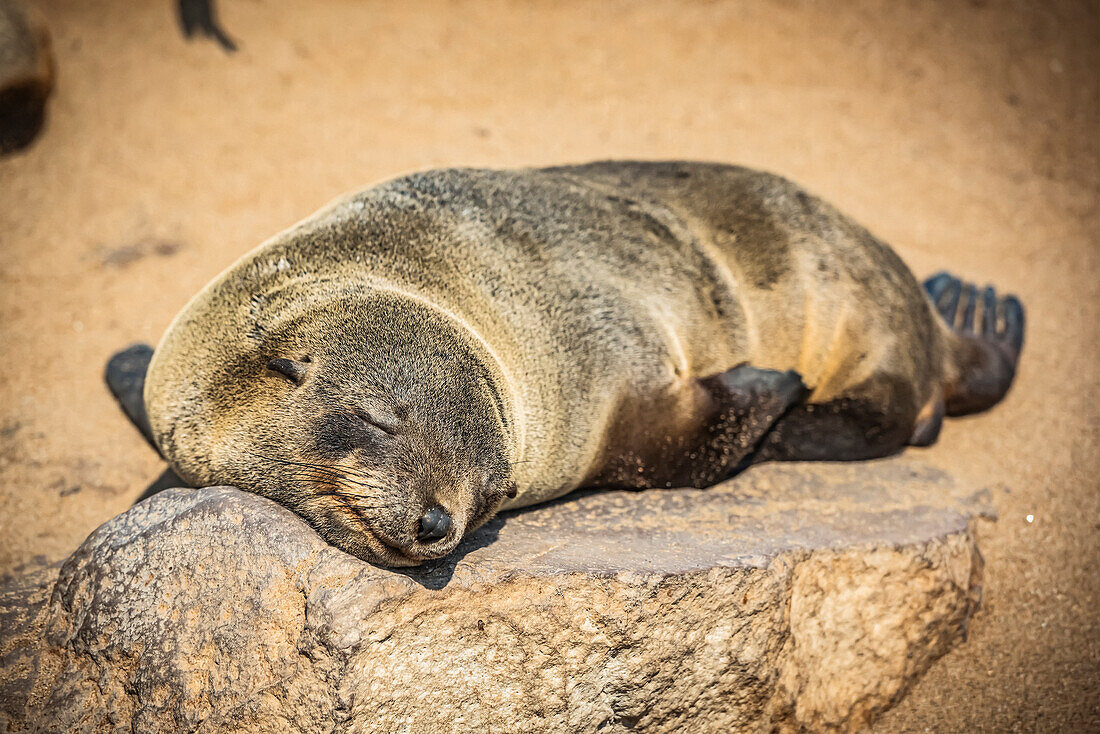 Kap-Pelzrobbe (Arctocephalus pusillus) schlafend in der Sonne, Cape Cross Seal Reserve, Skelettküste; Namibia