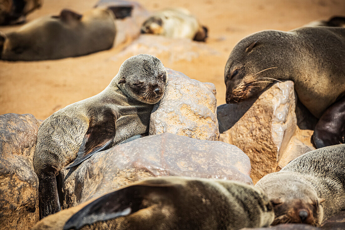 Kap-Pelzrobben (Arctocephalus pusillus) schlafen in der Sonne, Cape Cross Robbenreservat, Skelettküste; Namibia